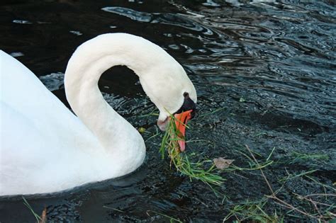 What Do Swans Eat? | The Garden and Patio Home Guide