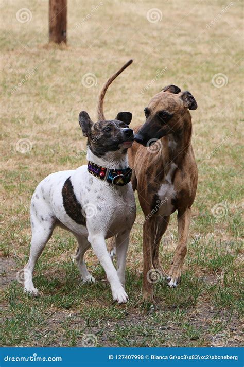 Two Kissing Dogs in the Park Stock Photo - Image of happy, dogs: 127407998