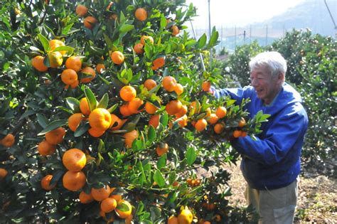 'Miraculous' 859-year-old mandarin trees still producing bumper crops ...