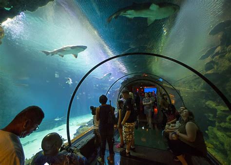 When sharks attract — PHOTOS | Las Vegas Review-Journal