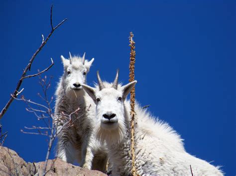 Mountain Goats : r/pics