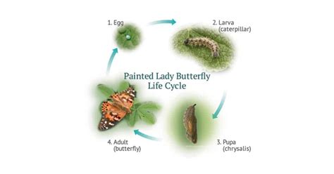 Caterpillar Life Cycle - Common Habits & Stages of Development - Learn ...