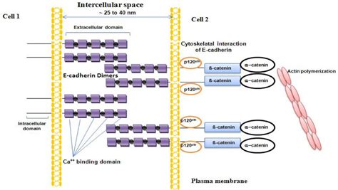 Schematic illustration of E-cadherin in adherens junction formation ...