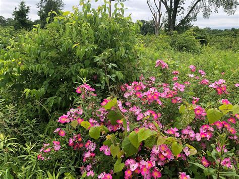 Learn about 3 Native Roses — Indigenous Landscapes