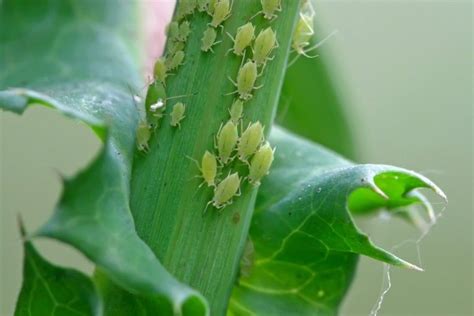 Homemade Aphid Spray Recipes | ThriftyFun