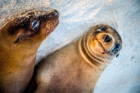 Galapagos Islands Animals: A Beginner's Guide