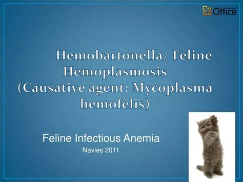 PPT - Hemobartonella / Feline Hemoplasmosis (Causative agent ...