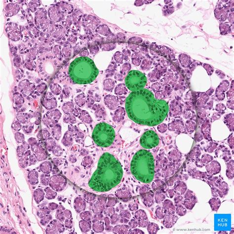 Accessory digestive organs: Histology | Kenhub