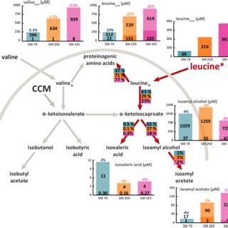 Flux partitioning around the leucine metabolism at 2 mg l À1... | Download Scientific Diagram