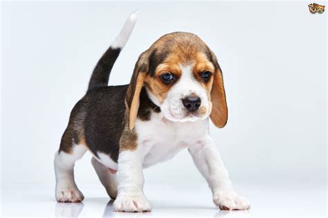 Beagle Dog Breed | Facts, Highlights & Buying Advice | Pets4Homes