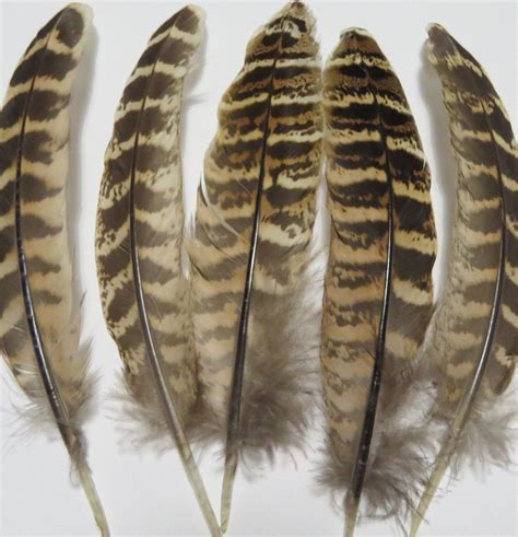 Pheasant Wing Quill Feathers Beige - Feathergirl