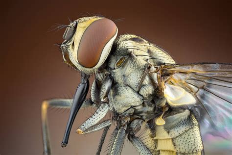 Top 7 Insects Found at the Barn & How to Protect Your Horse