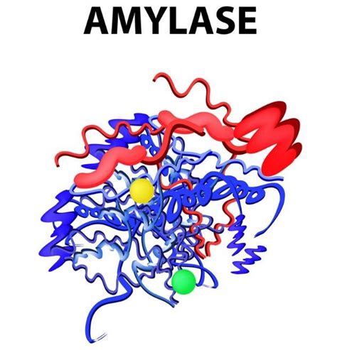 Salivary Amylase is Activated by which Ion?