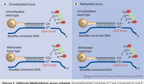 Figure 1 from Genome-wide DNA methylation profiling using Infinium® assay. | Semantic Scholar