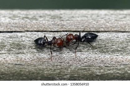 Ants Fighting Close Stock Photo 1358056910 | Shutterstock