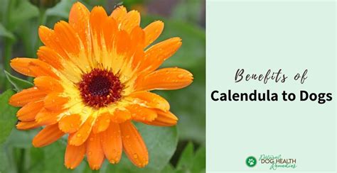 Calendula Benefits for Dogs | Safe Herbs for Dogs