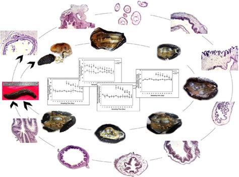 Post‐autotomy regeneration of respiratory tree in sea cucumber Holothuria parva - Eisapour ...