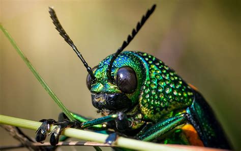 Voici la vraie couleur d’insectes vieux de 99 millions d’années