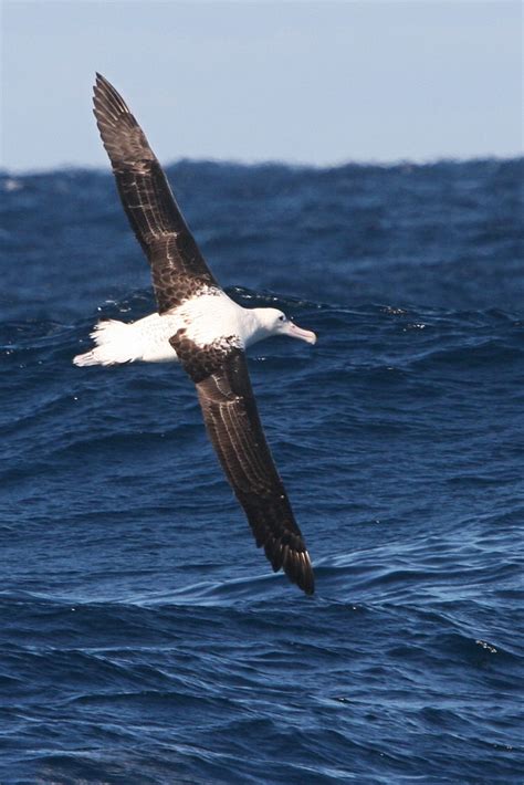 Northern Royal Albatross, July Wollongong Pelagic, 26.7.08… | Flickr