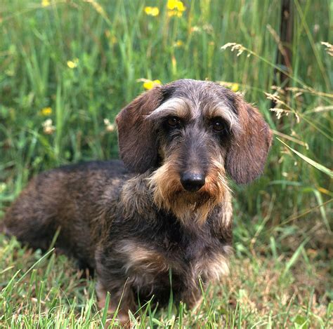 Wire-haired Dachshund Photograph by Jeanne White