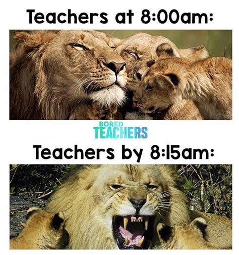 The fuse is short these days... | Teacher humor, Teacher memes funny ...