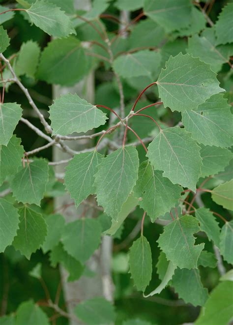 Bigtooth Aspen Tree – 6/9/20 – Sharon Friends of Conservation