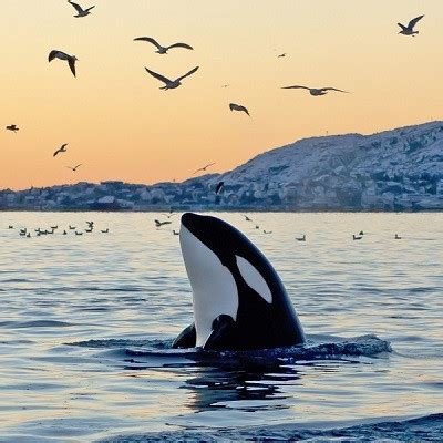 Orca Conservation | You Can Help Save The Orcas