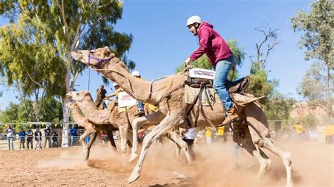 Annual Alice Springs Camel Cup draws big crowd to Blatherskite Park | The Advertiser