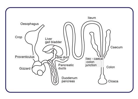 Avian Digestive System Capacity