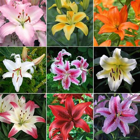 60 Days of Lilies - Long Lasting Lily Bulb Mix - 20 Bulbs - Mixed ...