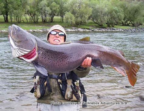 Mongolian Taimen #fishing #hunting #fisherman #fish | Fish, Freshwater ...