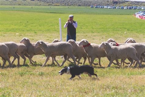 Yes, Competitive Sheep Herding Is a Sport and Yes, You Can Spectate ...