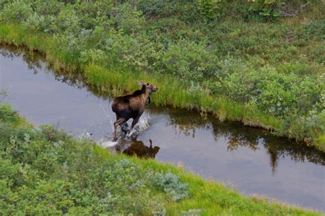 Wildlife | Hudson Bay Helicopters