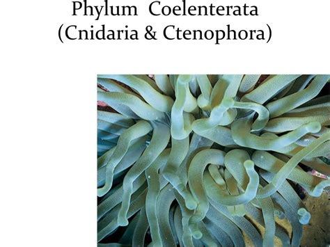 PPT - Phylum Coelenterata (Cnidaria & Ctenophora) PowerPoint Presentation - ID:9208555