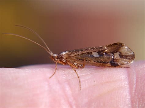 Backyard Biology: Insects (Trichoptera - Caddisflies)