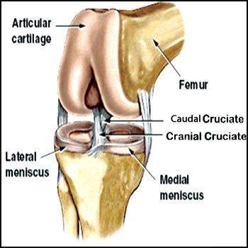 Cranial Cruciate Ligament Injury - Metropolitan Veterinary Associates