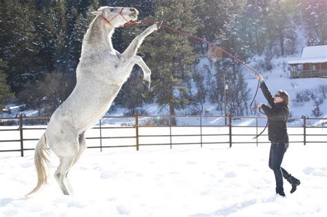 Extroverted Horses & Thresholds | Horses, Horse training, Animals