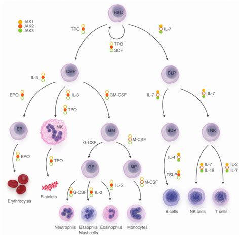 Hematopoiesis Lineage