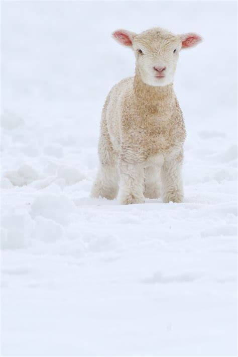 Fleece as White as Snow | winter . farm | Lamb, Sheep, Baby sheep