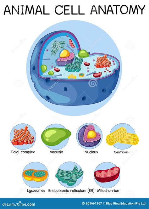 Anatomy of Animal Cell (Biology Diagram Stock Vector - Illustration of ...