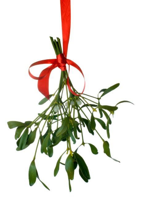 How did mistletoe become a symbol of love? - The Washington Post