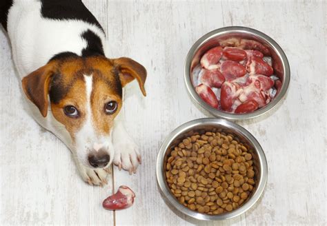 Protein Sources for Dogs | LoveToKnow