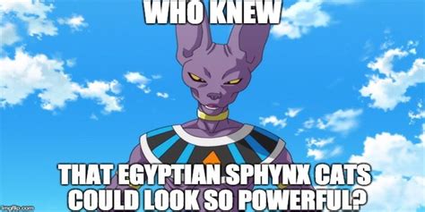 10 Funniest Beerus Memes That Make Us Laugh