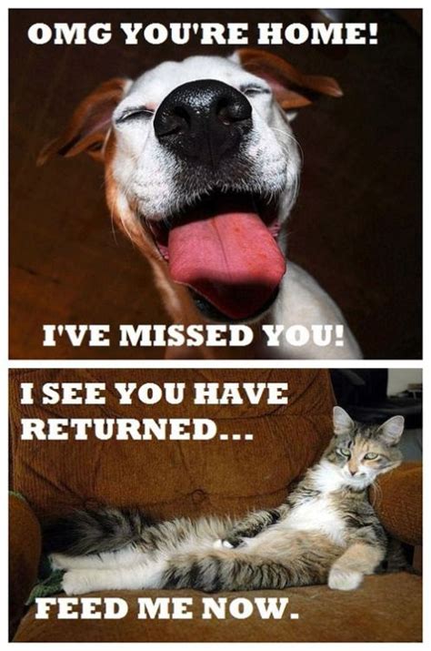 Random Funny Memes and Silly PIctures funnysillypics.com | Cute animals ...