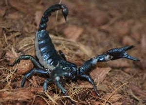 Emperor scorpion size, habitat, care, facts, classification - BigBear ...