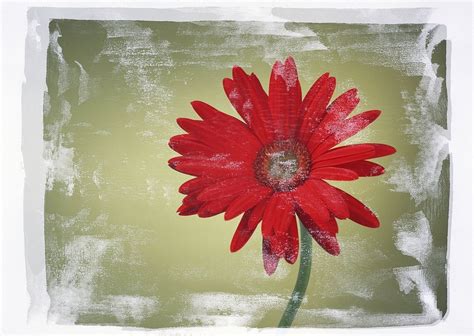 Red Daisy In Vintage Style | Free Photo - rawpixel