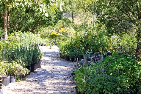 Rock-Oak-Deer: Medina Garden Nursery for Texas Native Plant Week