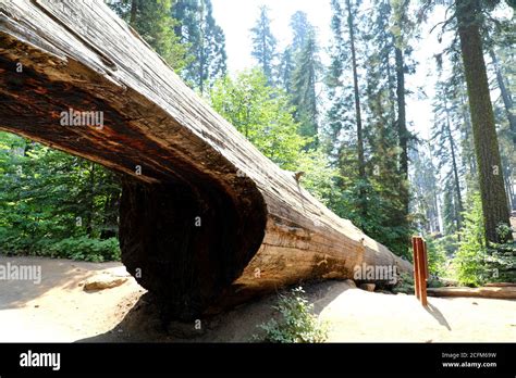 California tunnel tree giant sequoia hi-res stock photography and ...