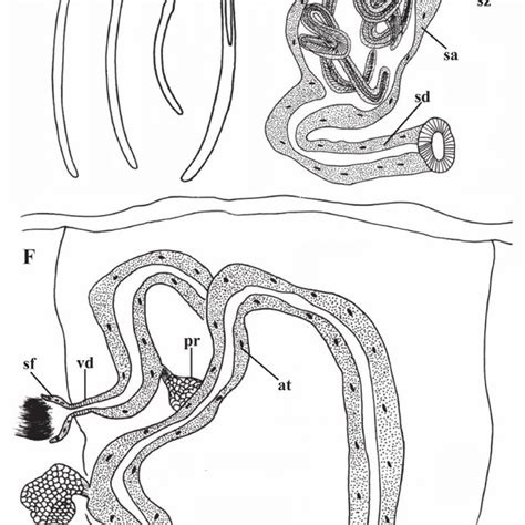 Potamothrix paramoldaviensis sp. n., A dorsal chaeta from III B ventral... | Download Scientific ...