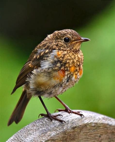 Robin juvenile (Erithacus rubecula) | Beautiful birds, Baby robin, Backyard birds